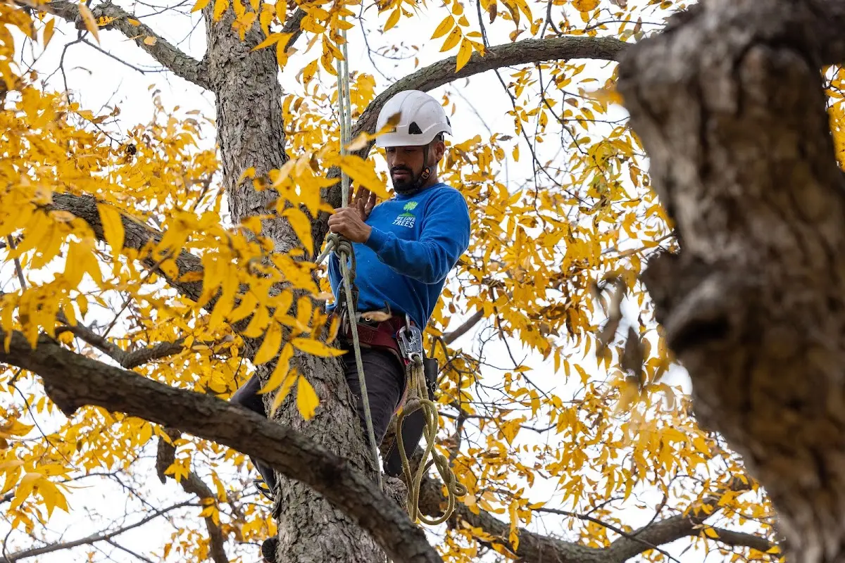 Skilled Tree Planting crew working in Mount Hermon